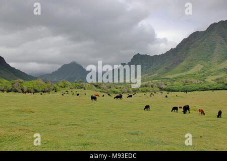 Vieh im Tal Kaaawa auf der Insel Oahu, Hawaii, Honolulu. Stockfoto