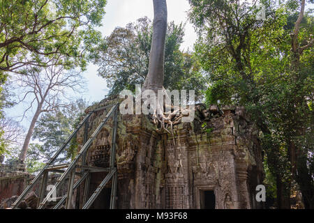 Metal Gerüst bieten Unterstützung für Wände wie die Wurzeln eines riesigen Baumes drohen zu ruinieren und übernehmen die UNESCO-Weltkulturerbe von ankor Thom, Siem Reap, Kambodscha Stockfoto