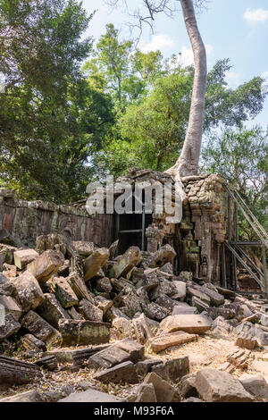 Metal Gerüst bieten Unterstützung für Wände wie die Wurzeln eines riesigen Baumes drohen zu ruinieren und übernehmen die UNESCO-Weltkulturerbe von ankor Thom, Siem Reap, Kambodscha Stockfoto