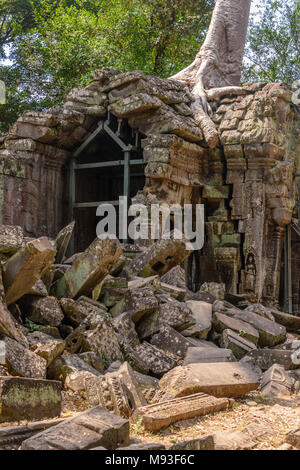 Metal Gerüst bieten Unterstützung für Wände wie die Wurzeln eines riesigen Baumes drohen zu ruinieren und übernehmen die UNESCO-Weltkulturerbe von ankor Thom, Siem Reap, Kambodscha Stockfoto