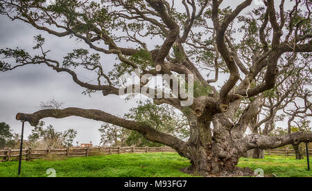 Big Tree Live Oak, mehr als 1000 Jahre alt, in Goose Island State Park in der Nähe von Rockport, Texas. Es wird geschätzt mehr als 40 Hurrikane überlebt zu haben Stockfoto