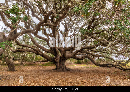 Live Oak Bäume in der Nähe des Big Tree Live Oak, die mehr als 1000 Jahre alt ist, an Goose Island State Park in der Nähe von Rockport, Texas. Alle diese Bäume haben Stockfoto