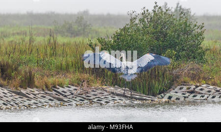 Great Blue Heron im Flug über Aransas National Wildlife Refuge Stockfoto