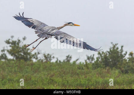 Great Blue Heron im Flug über Aransas National Wildlife Refuge Stockfoto