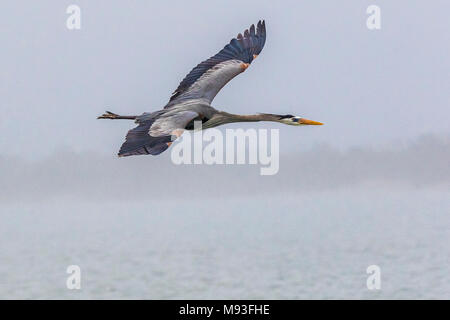 Great Blue Heron im Flug über Aransas National Wildlife Refuge Stockfoto