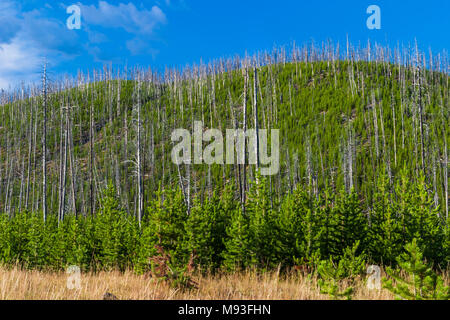 Re-Wachstum der Lodge Pole Kiefern nach dem verheerenden Feuer Tausende von Hektar in der Yellowstone National Park, Wyoming verbrannt. Stockfoto