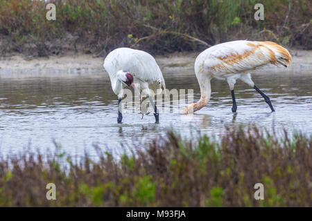 Schreikraniche in Aransas National Wildlife Refuge Stockfoto