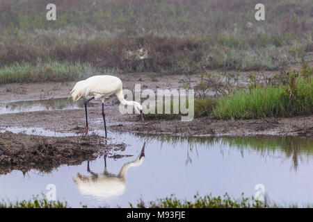 Whooping Crane, Grus americana, im Aransas National Wildlife Refuge, in der Nähe von Rockport, Texas. Stockfoto
