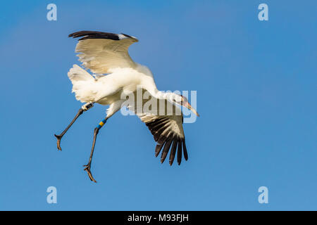 Schreikraniche im Flug, die für die Landung im Aransas National Wildlife Refuge Stockfoto