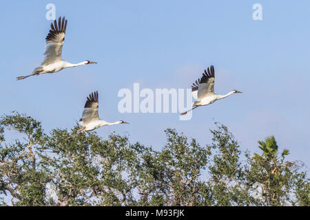 Schreikraniche aus Flug über Aransas National Wildlife Refuge Stockfoto