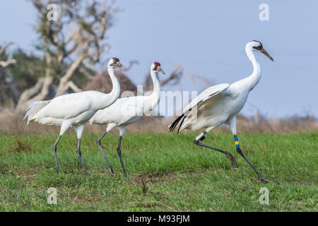 Schreikraniche Nahrungssuche in der Nähe von Aransas National Wildlife Refuge Stockfoto