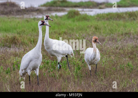 Schreikraniche im Aransas National Wildlife Refuge im Winter Stockfoto