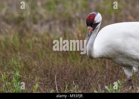 Schreikraniche im Aransas National Wildlife Refuge im Winter Stockfoto