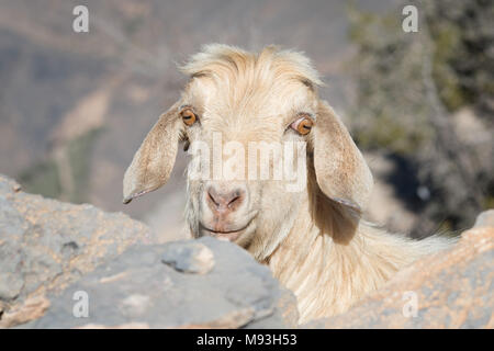 Ziege in den Bergen von Oman im Jahr 2015 getroffen Stockfoto