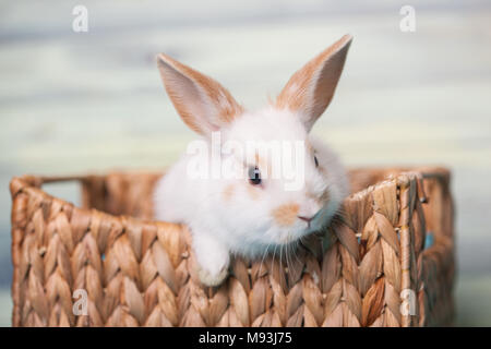 Neugierig Baby bunny Blick von einem Korb Stockfoto