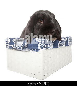 Schwarz Holland lop Baby Kaninchen in einem weißen busket vom Th isoliert Stockfoto