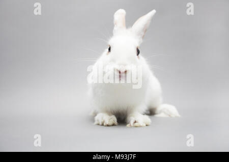 Adorable frendly White Rabbit auf eine nahtlose hellen Hintergrund Stockfoto