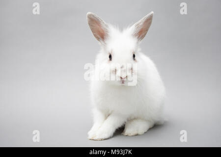 Weiß baby Bunny rabbit auf eine nahtlose hellen Hintergrund Cute Stockfoto