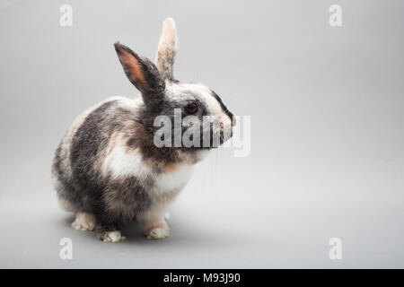 Adorable Ostern kleine Hase Kaninchen suspisiously in die Kamera schaut Stockfoto