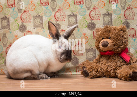 Lustige Hauskaninchen mit einem Teddybären Spielzeug Stockfoto