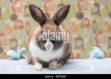 Weiß baby bunny Kaninchen zu Hause Cute Stockfoto