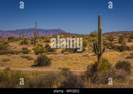 Schöne Saguaro Kakteen, verstreut in Lost Dutchman State Park, Arizona mit Bergen im Hintergrund an einem sonnigen Tag mit klaren, blauen Himmel Stockfoto