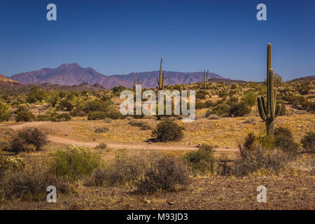 Schöne Saguaro Kakteen, verstreut in Lost Dutchman State Park, Arizona mit Bergen im Hintergrund an einem sonnigen Tag mit klaren, blauen Himmel Stockfoto