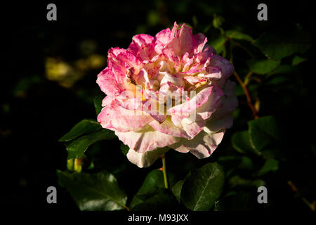 Gelbe Rose Blume mit rosa Punkte und Kanten, dunklen Hintergrund, Low Key Foto Stockfoto