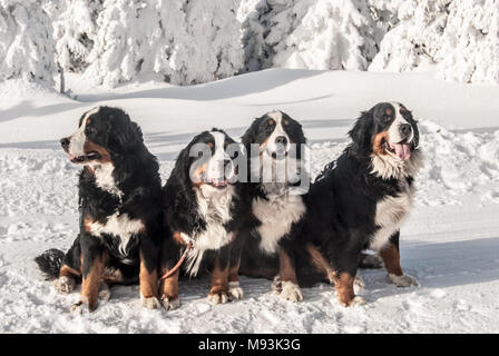 4 schöne Berner Sennenhund sitzend auf Schnee mit Bäumen auf dem Hintergrund im Gesenke in der Tschechischen Republik Stockfoto