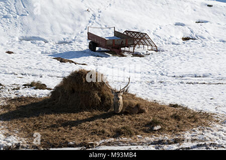 Rotwild in Sutherland Landschaft Stockfoto