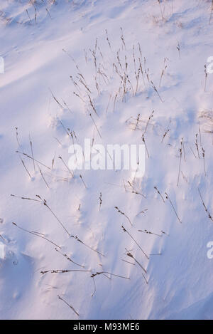 Moorland Gräser stossen durch tiefen Schnee. Stockfoto