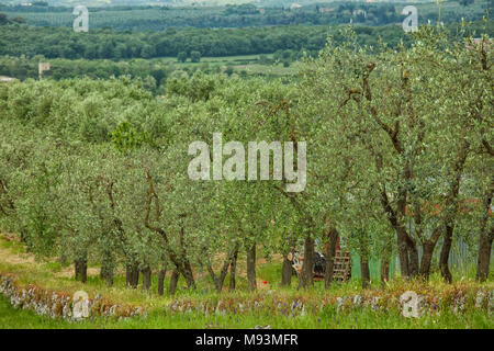 Idyllische toskanische Landschaft mit Olivenbäumen in Italien, Europa. Stockfoto