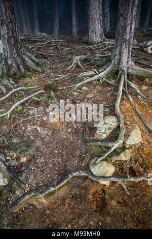 Freiliegende Föhren Wurzeln an Abernethy Kaledonischen Wald in Schottland. Stockfoto