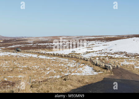 Schafe auf der Straße, Highland Schottland Stockfoto