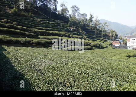 Schönen frischen grünen Chinesischen Longjing Tee Plantage. Hangzhou Xi Hu West Lake. Stockfoto