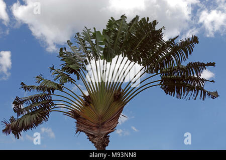 Blätter der Travellers Palm gegen das Licht Stockfoto