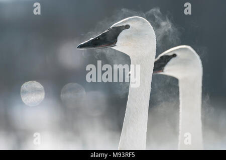 Trumpeter Swan, Atem, (Cygnus buccinator), Hudson, WI, Ende Januar, von Dominique Braud/Dembinsky Foto Assoc Stockfoto