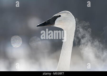 Trumpeter Swan, Atem, (Cygnus buccinator), Hudson, WI, Ende Januar, von Dominique Braud/Dembinsky Foto Assoc Stockfoto