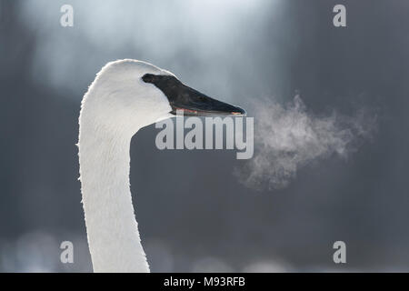 Trumpeter Swan, Atem, (Cygnus buccinator), Hudson, WI, Ende Januar, von Dominique Braud/Dembinsky Foto Assoc Stockfoto