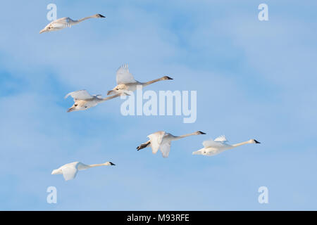 Trumpeter Swans (Cygnus buccinator). St. Croix River, juniorschale Grenze, Hudson, WI, USA, Januar, von Dominique Braud/Dembinsky Pho Stockfoto