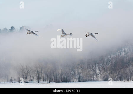 Trumpeter Swans (Cygnus buccinator). St. Croix River, juniorschale Grenze, Hudson, WI, USA, Januar, von Dominique Braud/Dembinsky Pho Stockfoto