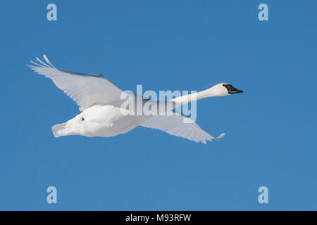 Trompeter Schwan (Cygnus buccinator) im Flug, WI, USA, Anfang Januar, von Dominique Braud/Dembinsky Foto Assoc Stockfoto