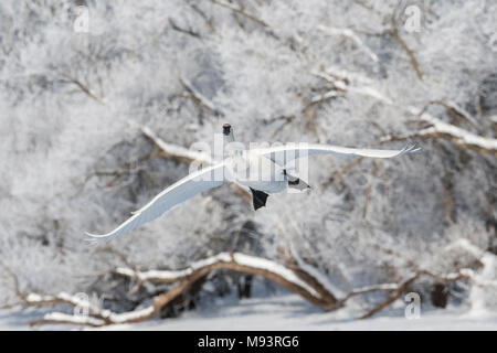 Trompeter Schwan (Cygnus buccinator) Landung auf St. Croix River, Bäume mit Raureif im Hintergrund, Hudson, WI, USA, von Dominique Braud/Dembinsky Foto Stockfoto