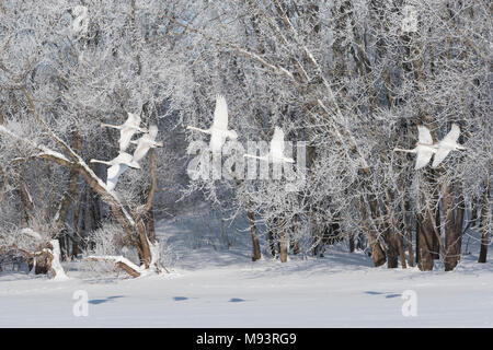 Trumpeter Swans (Cygnus buccinator) Landung auf St. Croix River, Bäume mit Raureif im Hintergrund, Hudson, WI, USA, von Dominique Braud/Dembinsky Phot Stockfoto