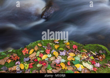 Herbst Blätter auf bemoosten Felsbrocken. Porcupine Mountains SP, MI, USA, Ende September, von Dominique Braud/Dembinsky Foto Assoc Stockfoto