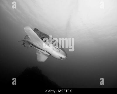 Schwarz und Weiß, Zebra Leopard Shark Shark von Julian Rocks Byron Bay Australien Stockfoto