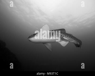 Schwarz und Weiß, Zebra Leopard Shark Shark von Julian Rocks Byron Bay Australien Stockfoto