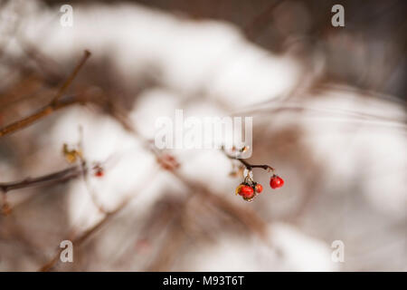 Ein paar Beeren hängen auf einer amerikanischen Bittersweet (Celastrus scandens) Filiale mitten im Winter Eis und Schnee. Stockfoto