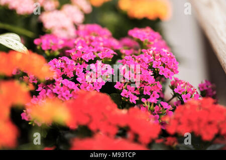 Flaming Katy (Kalanchoe blossfeldiana) für den Verkauf in einem Kindergarten. Stockfoto