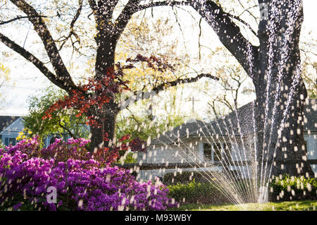 Ein rasen Sprinkler Sprühwasser an einem Frühlingstag in einem Vorort von New Jersey, USA. Stockfoto